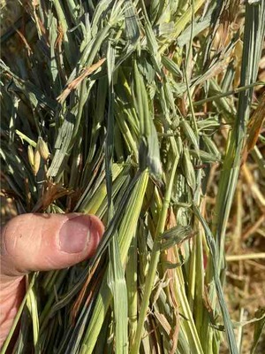 OATEN HAY – Small Squares – Premium Quality
