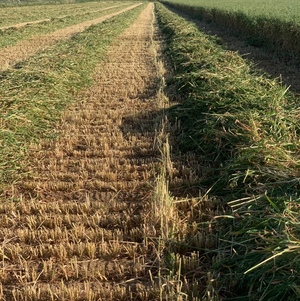Oat seed 