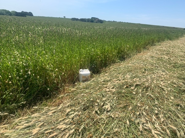 Current season clover and phalaris hay - rolls