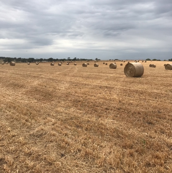 Oaten Hay 5x4 Round Bales (New Season)