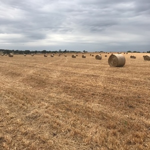 Oaten Hay 5x4 Round Bales (New Season)