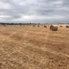 Oaten Hay 5x4 Round Bales (New Season)