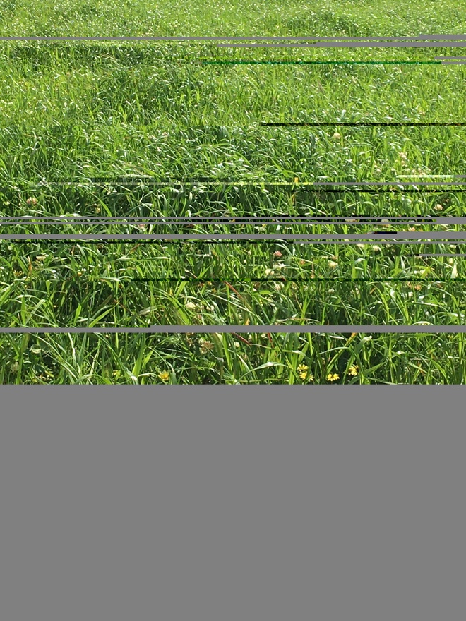 Agistment available for Sheep or Cattle