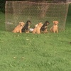 Kelpie pups