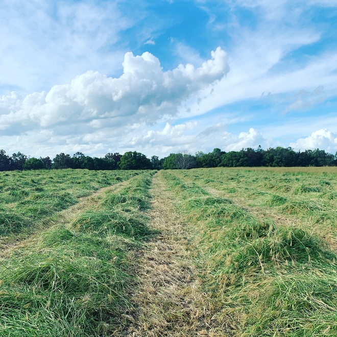 HAY RHODES GRASS .................4X4  ROUND....SMALL  SQUARE.....SILAGE   4X4R
