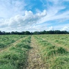 HAY RHODES GRASS .................4X4  ROUND....SMALL  SQUARE.....SILAGE   4X4R