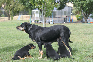 Border Collie Kelpie cross working dogs.