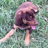 Red & Tan Kelpie Pup 