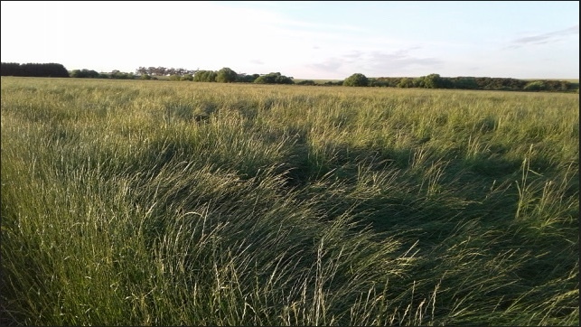 Perennial ryegrass straw