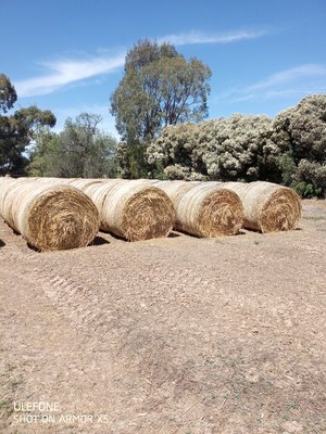 64 x Barley Hay 5x4 Round Bales