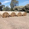 64 x Barley Hay 5x4 Round Bales