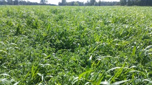 Vetch 80%/Oaten 20% hay Large Squares Chemical FREE (On Irrigation)