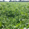 Vetch 80%/Oaten 20% hay Large Squares Chemical FREE (On Irrigation)