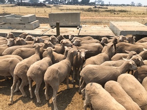 64 Merino Ewe Hoggets
