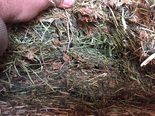 18 Sub Clover Hay 500-550kg 8x4x3 Bales