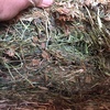 18 Sub Clover Hay 500-550kg 8x4x3 Bales