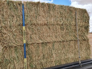Barley Hay 610kg 8x4x3 Bales (Quality Barley Hay)