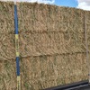 Barley Hay 610kg 8x4x3 Bales (Quality Barley Hay)