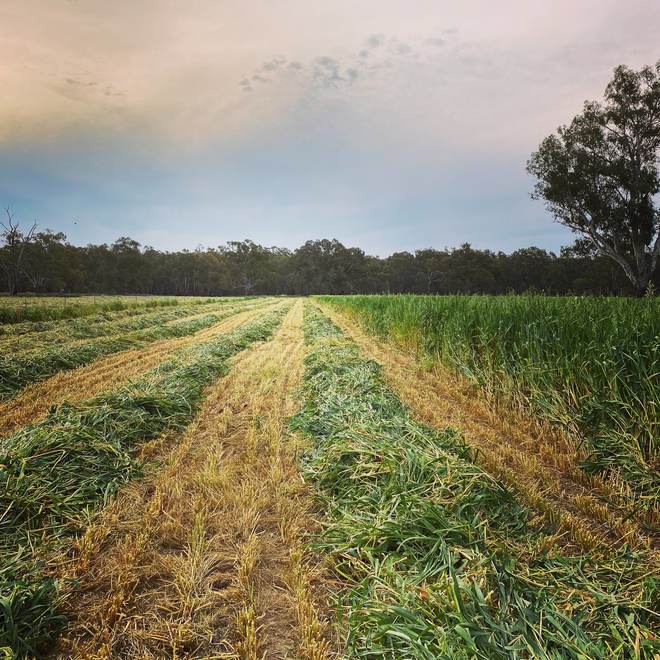Oaten Silage