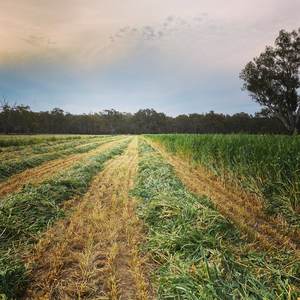Oaten Silage