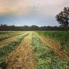 Oaten Silage