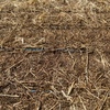Sub & Rye Hay 8x4x3 Bales
