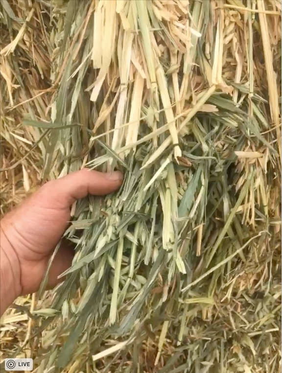 Oaten Hay For Sale in 8x4x3's