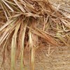 Chaff Quality Oaten Hay Rolls