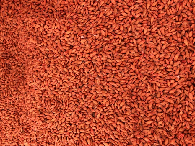 Planet Barley Seed - 2mt