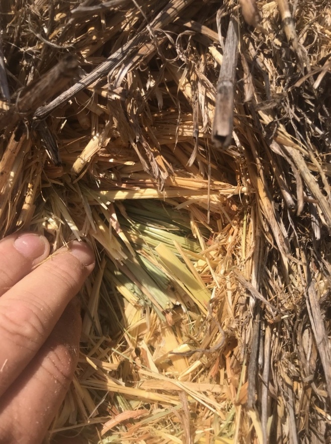 80mt Oaten Hay 600kg 8x4x3 Bales (19/20)