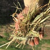 50t Wheaten/Rye Hay PRICE REDUCED 