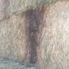 100 mt wheaten hay