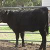 21 Angus heifers one year old