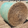 Wheaten Hay 5x4 Bales