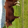 Maine Anjou Full French
