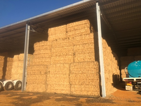 wheat/rye hay