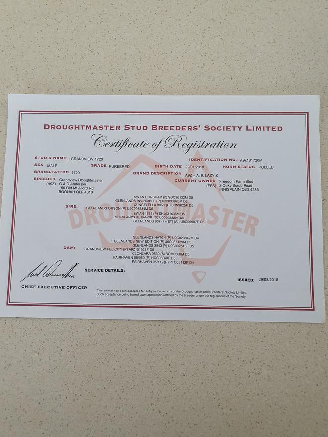 Droughtmaster Stud Bull