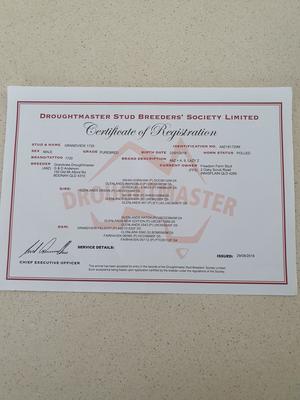 Droughtmaster Stud Bull