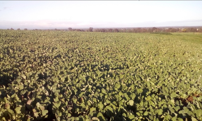 EOI. 2019 season autumn sown Forage Brassica (var. Greenland)