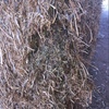 35mt Vetch Hay 600-650kg 8x4x3 Bales