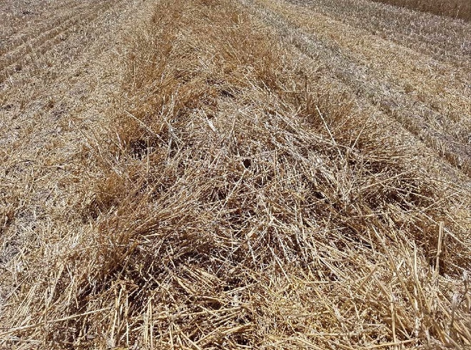 Wheaten Straw 8x4x3 - 300 x 420 KG Approx Bales