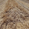 Wheaten Straw 8x4x3 - 300 x 420 KG Approx Bales