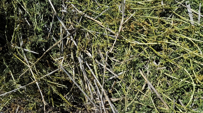 240mt Lentil/Clover Hay 8x4x3 (New Season 2019/2020)