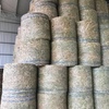 Canola Hay - 8x4x3 big sqaures & 5x4 rolls