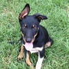 Border Collie x Kelpie Pup 