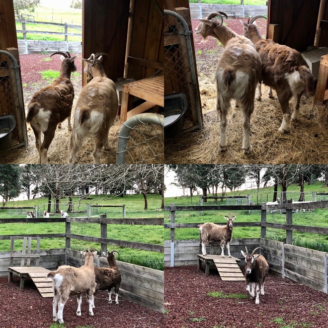 TOGGINBURGS FOR SALE 1 X 2YO FEMALE 1X MALE DESEXED FRIENDLY