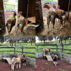 TOGGINBURGS FOR SALE 1 X 2YO FEMALE 1X MALE DESEXED FRIENDLY