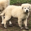 3 month old Maremma Puppy