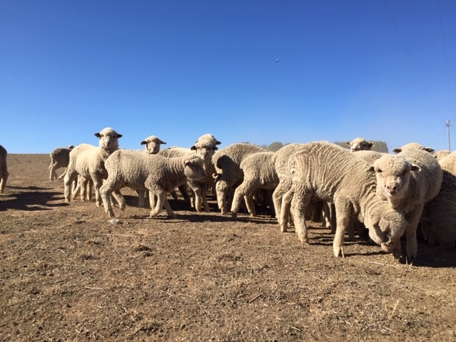 Superfine wool Merino wether lambs - unshorn