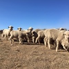 Superfine wool Merino wether lambs - unshorn